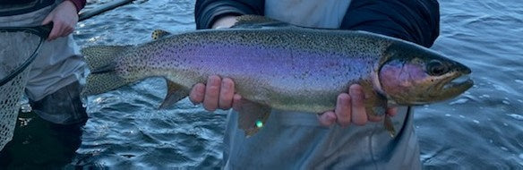 Gore Creek Fishing Report